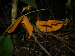 Hymenogloea papyracea