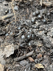 Ambystoma opacum