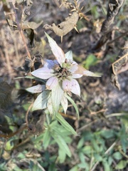 Monarda punctata