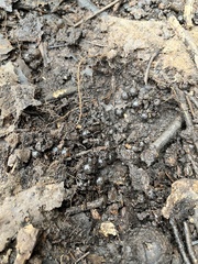 Ambystoma opacum