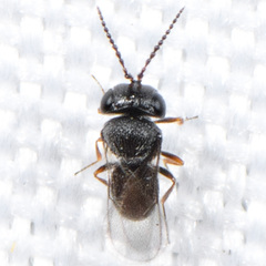 Scelionidae
