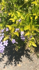 Duranta