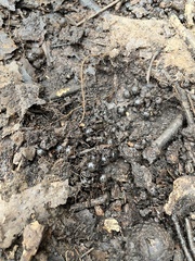 Ambystoma opacum