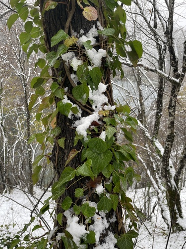 brečtan popínavý (Hedera helix)