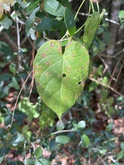 Gonolobus suberosus