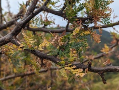 Bursera bipinnata