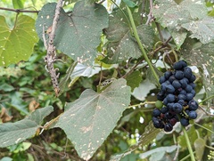 Vitis tiliifolia
