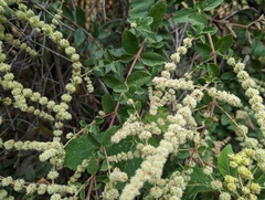 Asterohyptis stellulata