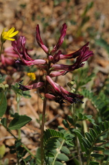 Astragalus monspessulanus
