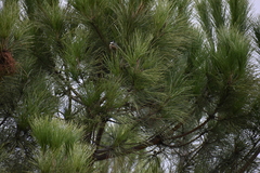 Periparus ater vieirae