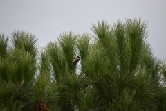 Periparus ater vieirae