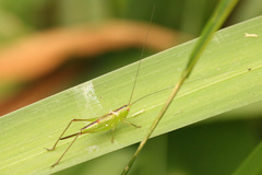 Conocephalus longipes