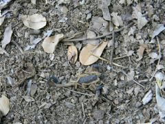 Centruroides nigrimanus