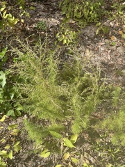 Eupatorium capillifolium