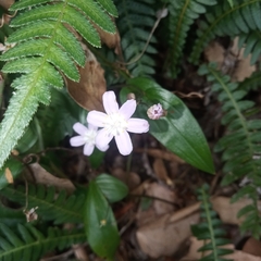 Tripladenia cunninghamii