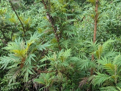 Bocconia frutescens