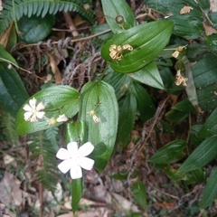 Tripladenia cunninghamii