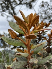 Clethra