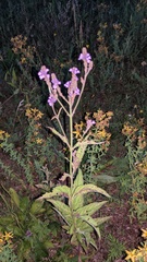Verbena hastata
