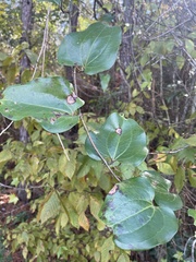 Smilax rotundifolia