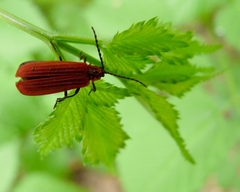 Dictyoptera aurora