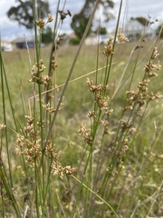 Juncus pallidus