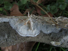 Peniophorella pubera