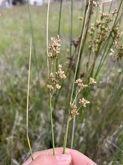 Juncus pallidus