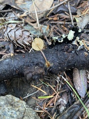 Heimiomyces fulvipes