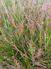 Juncus articulatus