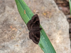 Carcharodini