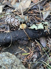 Heimiomyces fulvipes