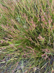 Juncus articulatus
