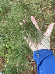 Pinus echinata