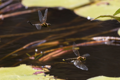 Hydrobasileus brevistylus