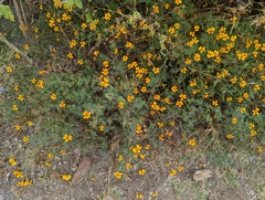 Dyssodia tagetiflora