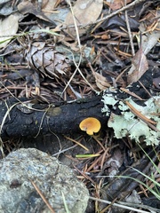 Heimiomyces fulvipes