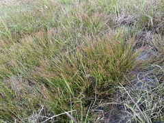 Juncus articulatus