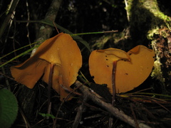 Hymenogloea papyracea