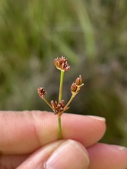 Juncus articulatus
