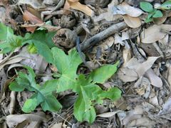 Centruroides nigrimanus