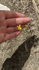 Crepis tectorum