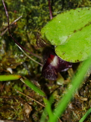 Corybas macranthus