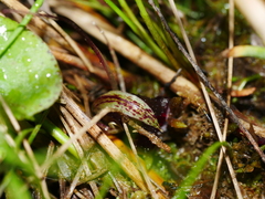 Corybas macranthus