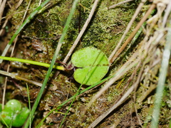 Corybas macranthus