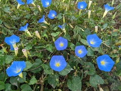 Ipomoea tricolor