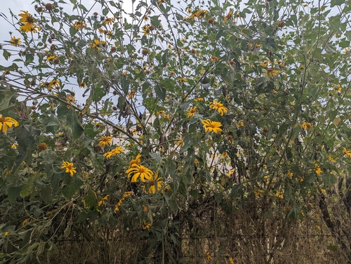 Tithonia tubaeformis, photograph 1