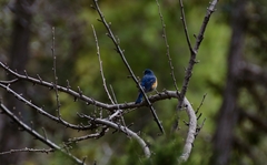 Tarsiger rufilatus
