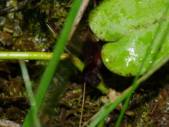 Corybas macranthus