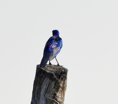 Lamprotornis australis
